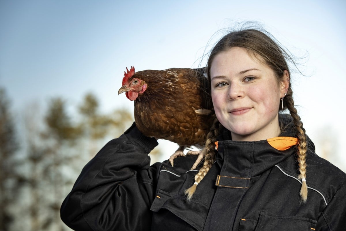 Katariina Isola kertoo Koivunlehdessä kuinka hänen tipuharrastuksestaan kasvoi 2500 kanan palkittu kanala